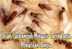 Inilah 8 Cara Ampuh Mengusir Laron Dengan Mudah Tanpa Harus Matikan Lampu,Yuk Simak Disini!