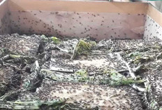 Sudah Dibuktikan Warga Musi Rawas, Ternak Jangkrik Banyak Keuntungan