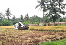 Petani Musi Rawas Kini Andalkan Mesin Panen Modern Combine Harvester