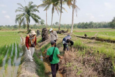 Jaga Kestabilan Produksi Padi Ini yang Dilakukan POPT Kecamatan Sumber Harta