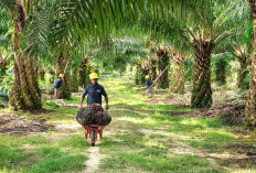 Mura - Muratara Masuk 5 Besar Penghasil Sawit Terbesar, Potensi Ekspor Meningkat