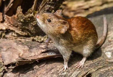 Gejala Terinfeksi Hantavirus, Demam hingga Sesak Nafas