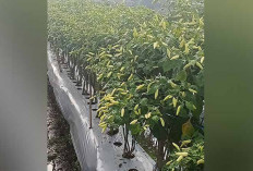 Bibit Cabai Rawit Setan, Paling Banyak Diminati Petani di Musi Rawas 