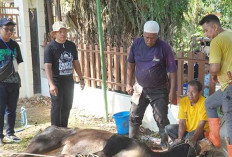 Tebar Keberkahan Idul Adha, Kantah Lubuk Linggau Teguhkan Semangat Berbagi Lewat Qurban Bersama