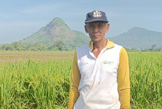 Mulai Masuk Musim Tanam, Petani di Tugumulyo Musi Rawas Tak Lagi Tanam Padi Serentak 