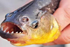 Inilah 5 Jenis Ikan Piranha yang Terkenal dengan Keganasannya