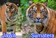 7 Perbedaan Harimau Sumatera dan Harimau Jawa Memahami Kedua Spesies Ikonik Indonesia