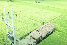 Electrifying Agriculture PLN Mampu Tingkatkan Produktivitas Pertanian Padi Ponorogo