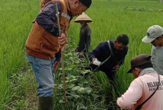 Hadapi Serangan Hama Tikus, Poktan Sidojaya Didampingi POPT Tugumulyo Lakukan Gerdal