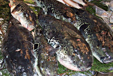  7 Jenis Ikan yang Tidak Layak Dikonsumsi, Bisa Membahayakan Kesehatan Tubuh 