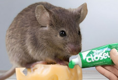 Nyesal Baru Tahu, 10 Bahan Alami untuk Mengusir Tikus Salah Satunya Bisa Pakai Odol Close Up