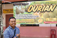 Pertumbuhan Buah Durian Tidak Optimal di Musi Rawas Kurang Optimal, Ini Penyebabnya 