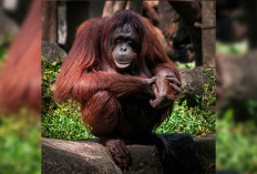 Mengenal Orangutan Kalimantan: Peran Penting dalam Ekosistem Hutan