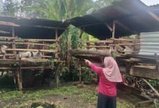 Adi Pradika Farm Lubuk Linggau Jual Hewan Qurban Berkualitas