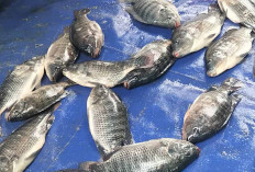 Harga Ikan Nila di Lubuk Linggau Naik Jadi Rp35.000