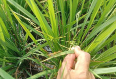 Petani Musi Rawas Diajari Cara Kendalikan Hama Walang Sangit