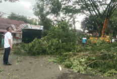Pohon Rindang di Jalan Depati Said Lubuk Linggau Kembali Dipangkas, Ini untuk Aspek Keselamatan