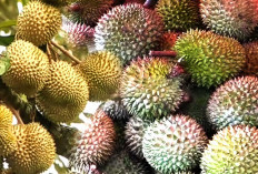 Bukan Musi Rawas dan Lubuklinggau Penghasil Durian, Dua Kabupaten Ini Mendominasi Raja Buah