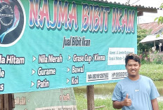 Dari Karyawan Kini Adtya Berhasil Bisnis Jual Beli Bibit Ikan Air Tawar