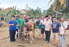 Masjid Fisabilillah Taba Jemekeh Lubuk Linggau Sembelih 21 Hewan Kurban, Ada Sapi dari Gubernur