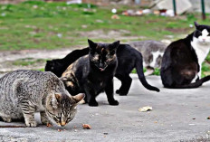 Selain Lincah, Inilah 5 Fakta Unik Kucing Kampung yang Perlu Diketahui 