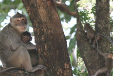 990 Monyet Ekor Panjang Asal Indonesia, Diekspor ke Amerika Serikat dari Habitat Mana? 