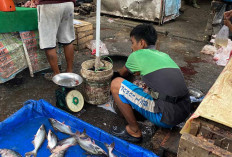 Jelang Ramadhan 2026, Harga Ikan Nila dan Patin di Lubuk Linggau Justru Naik