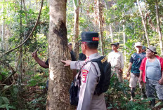 Tim BKSDA Turun ke Lokasi Temukan 2 Sarang Beruang di Desa Ciptodadi Musi Rawas 