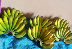 4 Jenis Makanan Cegah Kambuhnya Asam Lambung, Salah Satunya Pisang