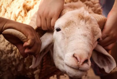 Nyesel Nggak Baca! Ini 5 Kesalahan Fatal Saat Berkurban Idul Adha yang Masih Sering Terjadi