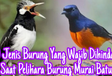 10 Jenis Burung yang Wajib Dihindari Saat Memelihara Burung Murai Batu