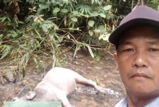 Warga Kuto Tanjung Muratara Resah, 13 Kerbau Diterkam Harimau