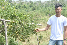 Petani Musi Rawas Akan Kembangkan Tanaman Jeruk Untuk Dijadikan Agrowisata Petik Buah