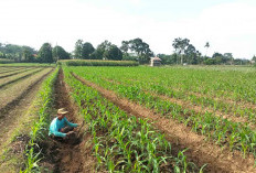 Lebih dari Setahun Tak Diperbaiki, Irigasi Jebol Bikin Petani di Musi Rawas Tak Bisa Tanam Padi