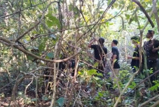 Ketiga Kalinya Beruang Serang Petani Karet di Musi Rawas, BKSDA Sumsel Turunkan Tim Pemburu
