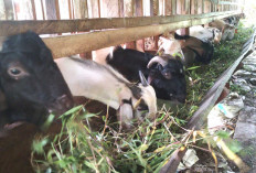Pertahankan Usaha Jual Beli Kambing di Musi Rawas Sejak Tahun 2010