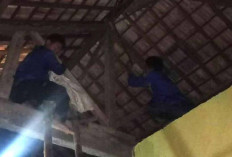 Budidaya Alpukat di Musi Rawas Menjanjikan, Harga Stabil dan Pasar Terbuka