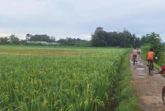 Serangan Burung Pipit Resahkan Petani Padi di Musi Rawas