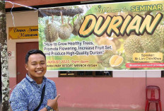 Teknik Budidaya Durian Duri Hitam Terbukti Tingkatkan Produktivitas Buah Durian di Musi Rawas