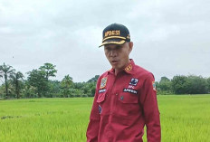 Lebih Untung, BUMDes Lubuk Kemang Muratara Budidaya Ikan dan Ternak Sapi