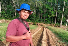 Lakukan Hal ini, Petani Semangka di Musi Rawas Optimis Hasil Panen Berlimpah