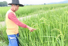 Diserang Walang Sangit dan Tikus, Hasil Panen Menurun