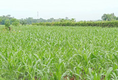 Petani Musi Rawas Tinggalkan Tanaman Padi, Beralih Menanam Jagung