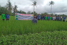 Menggunakan Sistem Tanam Jajar Legowo, Diharapkan Tingkatkan Hasil Produksi Tanaman Padi