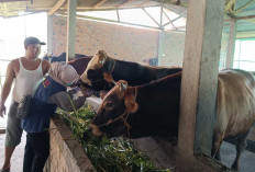 Pekan Terakhir Mei Petugas Puskeswan Mulai Periksa Hewan Kurban