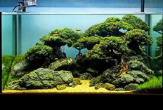 10 Tips Merawat Bonsai Aquascape agar Terlihat Menawan dan Tidak Mudah Berlumut