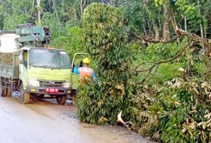 Antisipasi Bahaya Jaringan Listrik, DLH dan PLN Lubuk Linggau Kompak Bersihkan Pohon Tumbang