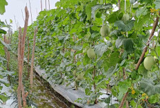 Petani di Tugumulyo Musi Rawas Terapkan Tumpang Sari Melon dan Cabai 