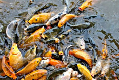 Inilah 5 Jenis Ikan Mas yang banyak Dibudidayakan, Karena Bisa Beradaptasi 