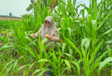 Ini yang Dilakukan Petani di Musi Rawas untuk Kendalian Hama Ulat Grayak di Tanaman Jagung